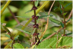 Ammannia baccifera subsp. aegyptica